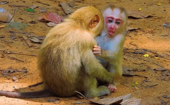 “Baby monkey hiding under mother’s arms in Angkor Wat forest, trembling in fear.”