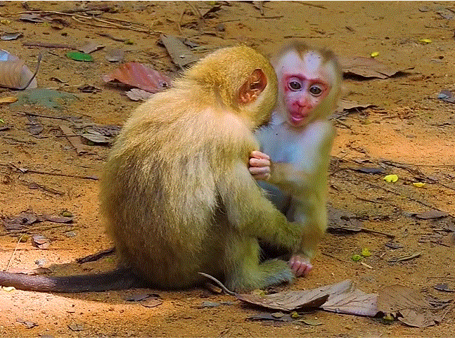 Baby monkey hiding under mother’s arms in Angkor Wat forest, trembling in fear.