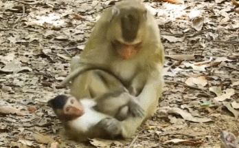 Baby forest monkey lying on the ground under dappled jungle light, tiny limbs splayed.