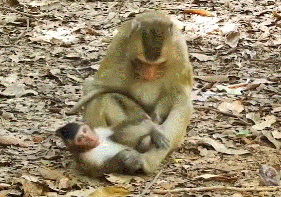 Baby forest monkey lying on the ground under dappled jungle light, tiny limbs splayed.