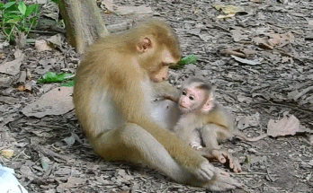 A lone lynx lying on damp forest ground, head resting on front paws, eyes half-closed — exhaustion and resignation in her gaze.