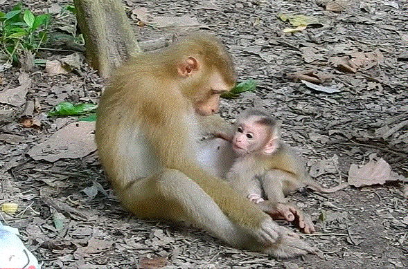A lone lynx lying on damp forest ground, head resting on front paws, eyes half-closed — exhaustion and resignation in her gaze.