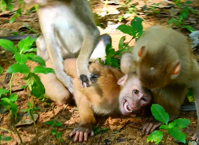 Small baby monkey named Kody sitting alone on ancient Angkor Wat stone, looking scared and longing for comfort.