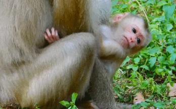 Newborn baby monkey safely cradled in mother’s arms in misty Angkor Wat forest.