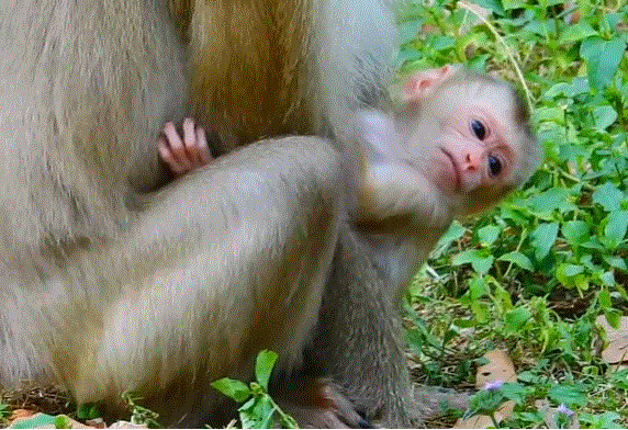 Newborn baby monkey safely cradled in mother’s arms in misty Angkor Wat forest.