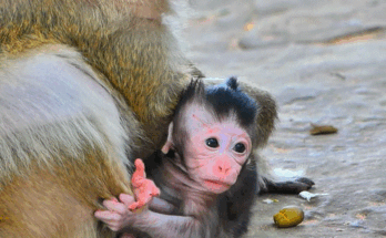 Baby monkey tightly clinging to mother monkey Malika in the Angkor Wat forest, with soft morning light shining through ancient trees.