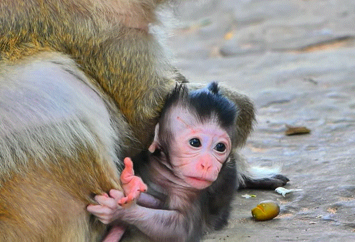 Baby monkey tightly clinging to mother monkey Malika in the Angkor Wat forest, with soft morning light shining through ancient trees.