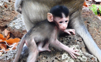 A tiny newborn macaque named Alba clings to her mother Anna’s chest in the Angkor Wat forest as sunlight filters through ancient trees.