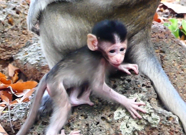 A tiny newborn macaque named Alba clings to her mother Anna’s chest in the Angkor Wat forest as sunlight filters through ancient trees.
