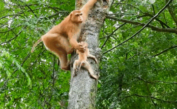 “A mother monkey gently holding her newborn baby close after saving him from falling in the Angkor Wat forest.”