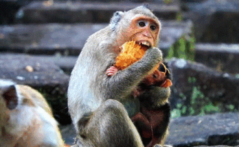 Baby long-tailed macaque cradled in mother’s arms in the Angkor Wat forest.