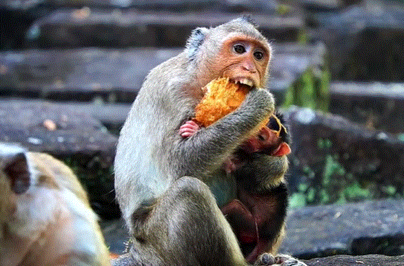 Baby long-tailed macaque cradled in mother’s arms in the Angkor Wat forest.