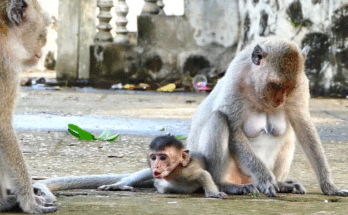 Mother monkey Malika cradling her newborn baby in the forest near Angkor Wat, first morning light filtering through trees.