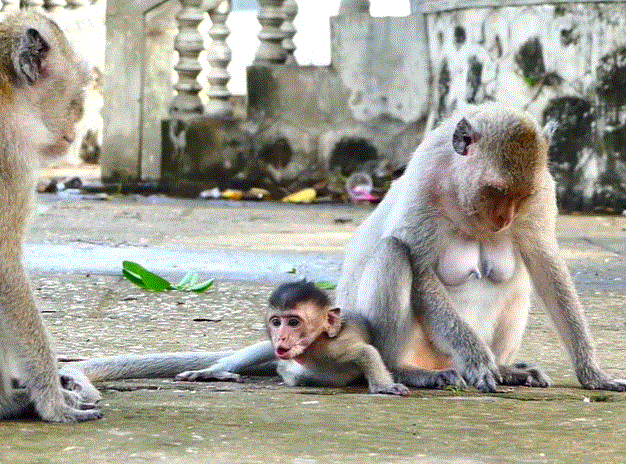 Mother monkey Malika cradling her baby after it regained consciousness in the jungle near Angkor Wat at sunset.