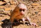 Baby monkey Leo wrapped gently in a jacket while experiencing seizures in the Angkor forest.