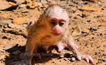 Baby monkey Leo wrapped gently in a jacket while experiencing seizures in the Angkor forest.