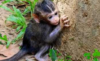 Baby monkey peering fearfully as large monkey approaches in Angkor Wat forest