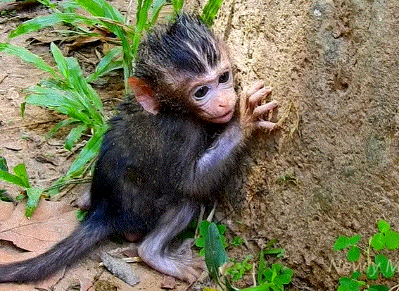Baby monkey peering fearfully as large monkey approaches in Angkor Wat forest