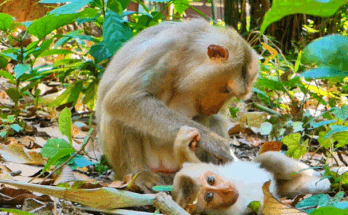 Young baby monkey curled on forest ground, trembling and looking into camera with sad, big eyes — Angkor Wat forest.