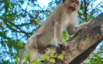 Young mother giving birth while perched on a tree branch in Angkor Wat forest, surrounded by rescuers — a moment of raw human courage.