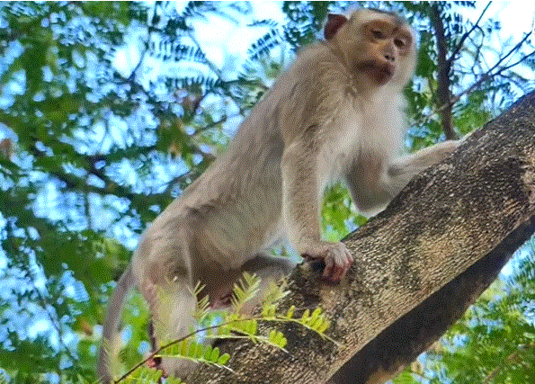 Young mother giving birth while perched on a tree branch in Angkor Wat forest, surrounded by rescuers — a moment of raw human courage.