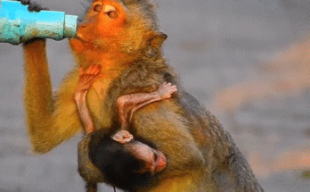 A tiny mother monkey gently holding her newborn while exploring the Angkor Wat forest.