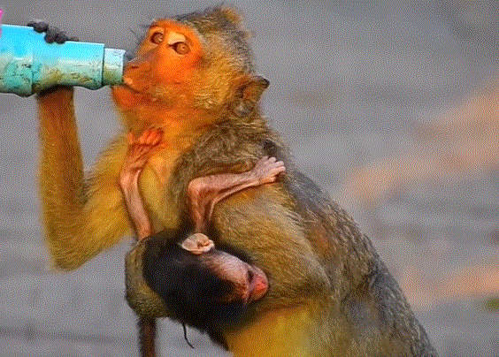 A tiny mother monkey gently holding her newborn while exploring the Angkor Wat forest.