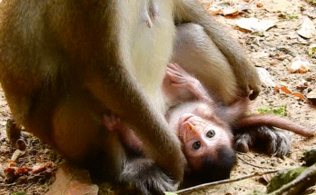 Ara, a young monkey, clinging closely to her caretaker in the Angkor Wat forest, seeking comfort and trust.