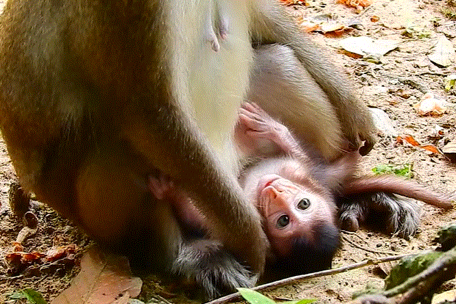 Ara, a young monkey, clinging closely to her caretaker in the Angkor Wat forest, seeking comfort and trust.