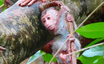 Couple walking hand-in-hand along a misty jungle path toward ancient Angkor Wat ruins at sunrise.
