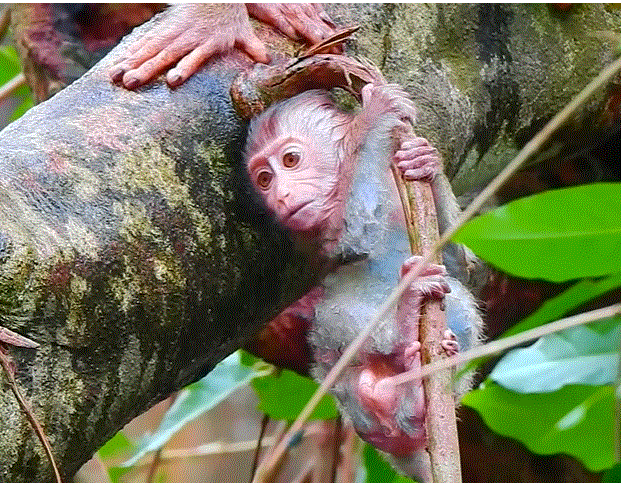 Couple walking hand-in-hand along a misty jungle path toward ancient Angkor Wat ruins at sunrise.