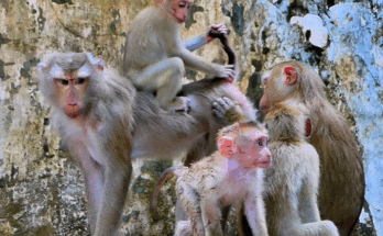 A mother monkey and her two young children sitting on ancient Angkor temple stones surrounded by dense forest light.