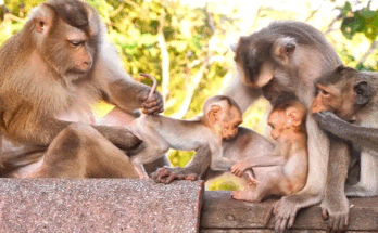 Baby monkey Parker taking his first independent steps with Mama Pinka’s gentle encouragement in Angkor Wat forest.
