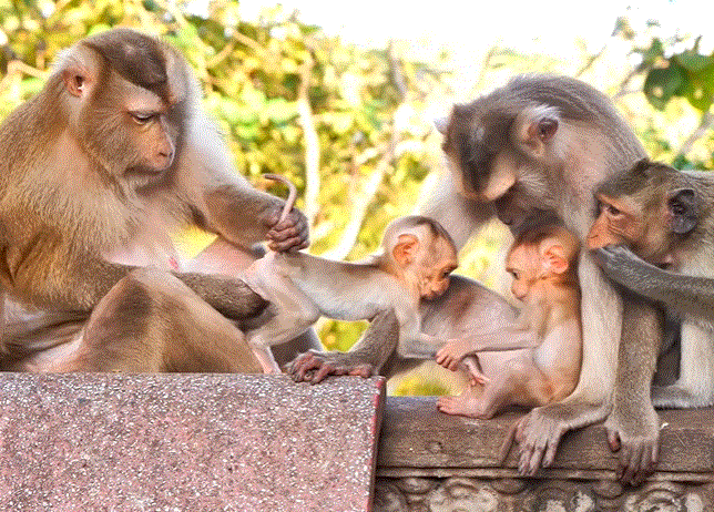 Baby monkey Parker taking his first independent steps with Mama Pinka’s gentle encouragement in Angkor Wat forest.