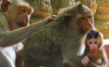 Bella the young monkey tenderly helping baby Bely navigate the forest floor among ancient Angkor Wat trees.