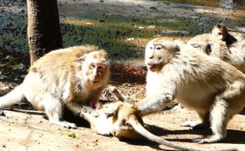 A teenaged macaque monkey sits alone on ancient stone ruins in the Angkor Wat forest, looking frightened and emotionally distressed.