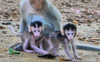 A tiny hungry macaque clings to his exhausted mother in the Angkor Wat forest while begging to nurse.