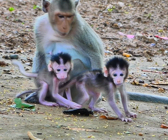 A tiny hungry macaque clings to his exhausted mother in the Angkor Wat forest while begging to nurse.