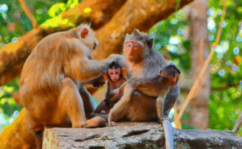 A tiny baby monkey clings to her mother in the Angkor Wat forest after nearly injuring her arm, showing fear, tenderness, and emotional connection.