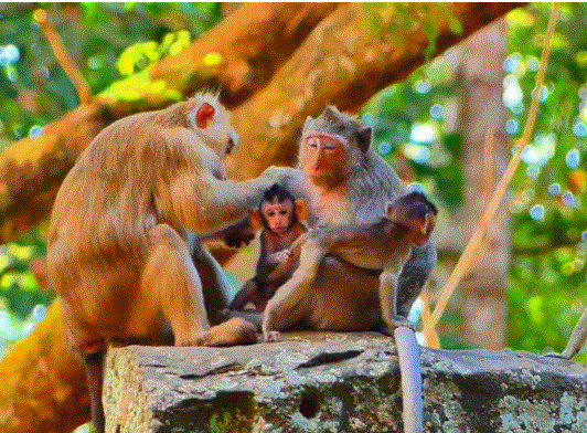 A tiny baby monkey clings to her mother in the Angkor Wat forest after nearly injuring her arm, showing fear, tenderness, and emotional connection.