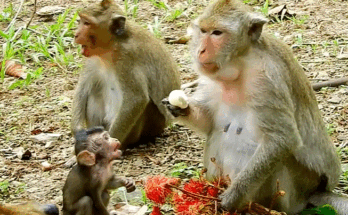 Young macaque named Daniela, tears in her eyes, sitting in the Angkor Wat forest with half-eaten fruit at her feet.