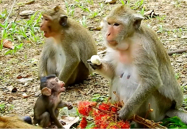 Young macaque named Daniela, tears in her eyes, sitting in the Angkor Wat forest with half-eaten fruit at her feet.