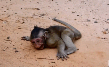 Popeye holding baby Polly tenderly in the lush Angkor Wat forest as morning light filters through the trees.