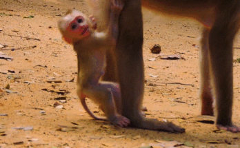 A misty forest at dawn near ancient stone ruins, soft light streaming through tall trees.