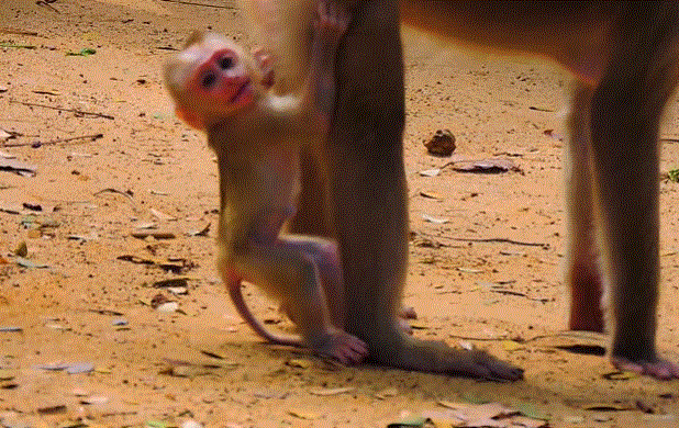A misty forest at dawn near ancient stone ruins, soft light streaming through tall trees.