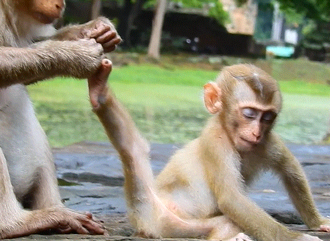 Alt Text for Image/Thumbnail:
Elder monkey Grandma Ashley tenderly grooming her baby, who is peacefully asleep, in the lush Angkor Wat forest.