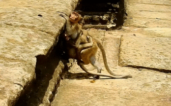 Lizza, a small child in the Angkor Wat forest, cries while being comforted by her mother during weaning.