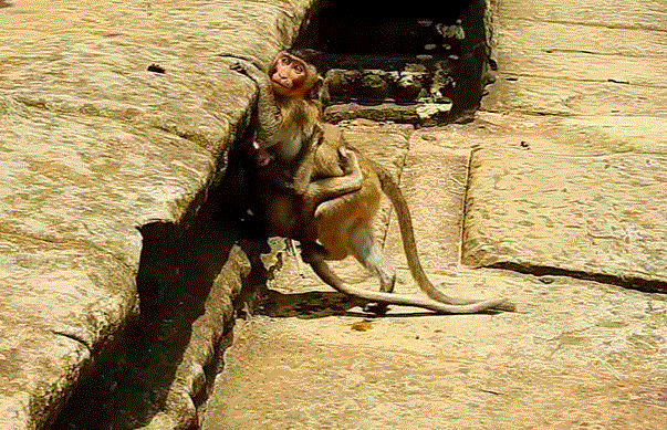 Lizza, a small child in the Angkor Wat forest, cries while being comforted by her mother during weaning.