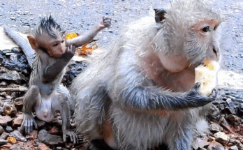 Forest trail at Angkor Wat where young boy Timo experienced pain and comfort.