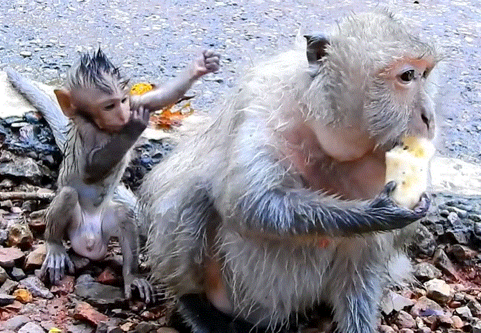 Forest trail at Angkor Wat where young boy Timo experienced pain and comfort.
